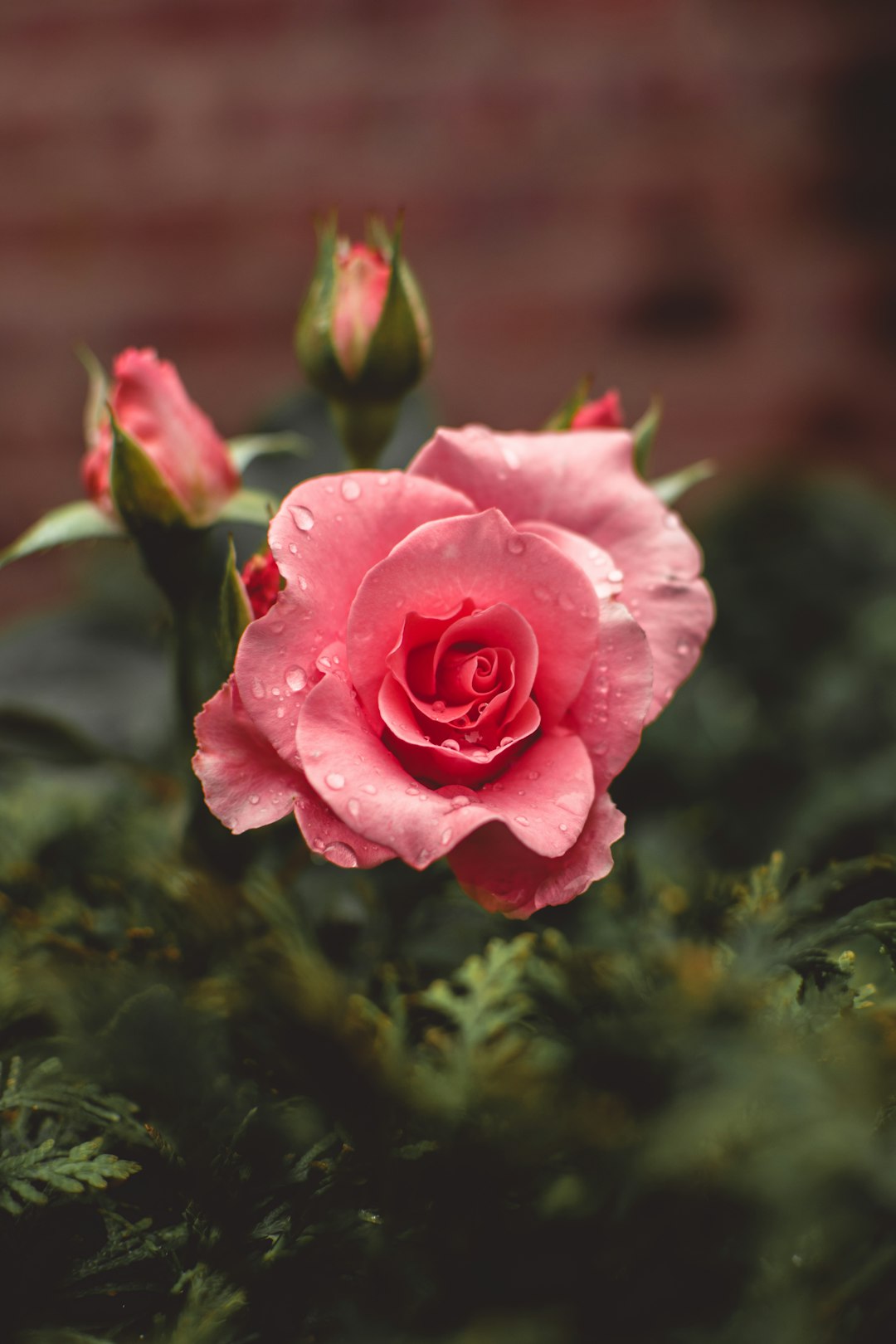 Taking pictures of greenery after the rain is my favorite because there is a lushness and sense of renewal. by Dream and Meaning pink roses bloom with water drops