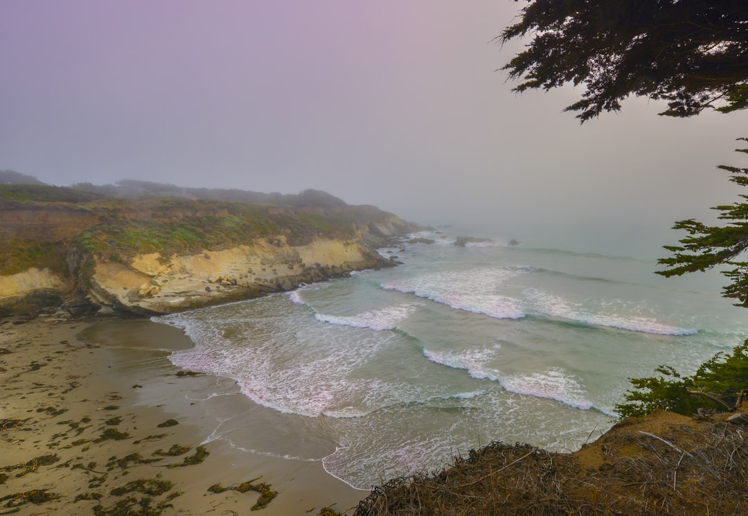 green trees on brown field near body of water during daytime