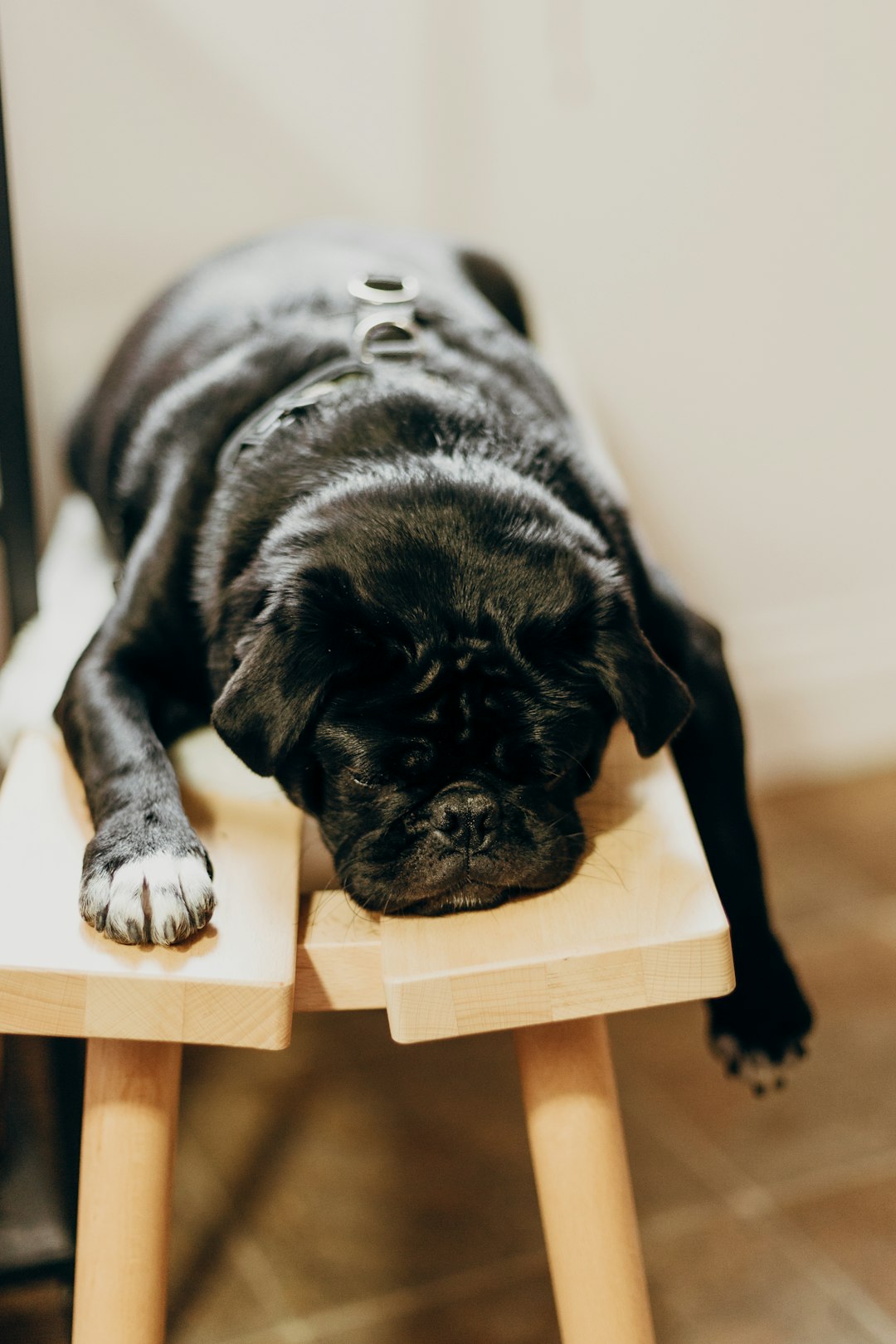 FAQ by Dream and Meaning black pug lying on brown wooden chair